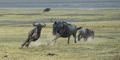 Wildebeest