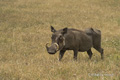 Warthog