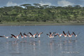 Lesser Flamingo