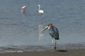 Marabou Stork