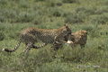 Cheetah with Kill
