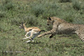 Hunting Cheetah