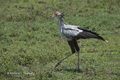 Secretary Bird