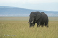 African Elephant