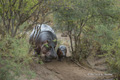 Hippopotamus with Juvenile