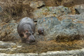 Hippopotamus with Juvenile