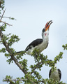 Von Der Decken's Hornbill