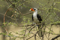 Von Der Decken's Hornbill