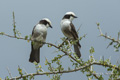 Northern White-Crowned Shrike