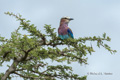 Lilac-Breasted Roller