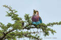 Lilac-Breasted Roller