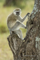 Black-Faced Vervet Monkey