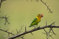 Fischer's Lovebird