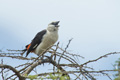 White-Headed Buffalo Weaver