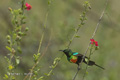 Beautiful Sunbird