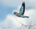 Lilac-Breasted Roller