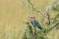 Lilac-Breasted Roller