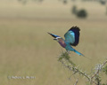 Lilac-Breasted Roller