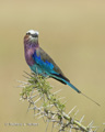 Lilac-Breasted Roller