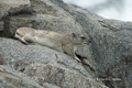 Rock Hyrax