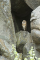 Barn Owl