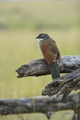 White-Browed Coucal