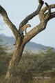 Leopard in a Tree