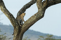 Leopard in a Tree