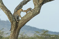 Leopard and Cub in a Tree