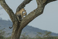 Leopard and Cub in a Tree