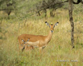 Impala with Juvenile