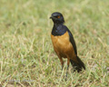 Hildebrandt's Starling