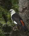 White-Headed Buffalo Weaver