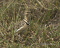 Double-Banded Courser