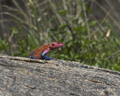 Agama Lizard