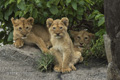 Lion Cubs