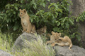 Lion Cubs