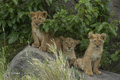 Lion Cubs