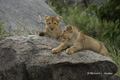 Lion Cubs