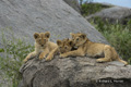 Lion Cubs