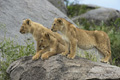 Lion Cubs