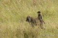 Olive Baboon with Juvenile Riding on Her Back