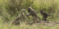 Olive Baboon, Juvenile, and Infant