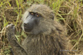 Olive Baboon