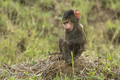 Olive Baboon Infant