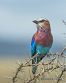 Lilac-Breasted Roller