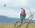 Lilac-Breasted Roller