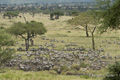 Herd of Zebra