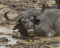 Cape Buffalo and Yellow Wagtail