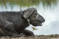 Cape Buffalo and Yellow Wagtail